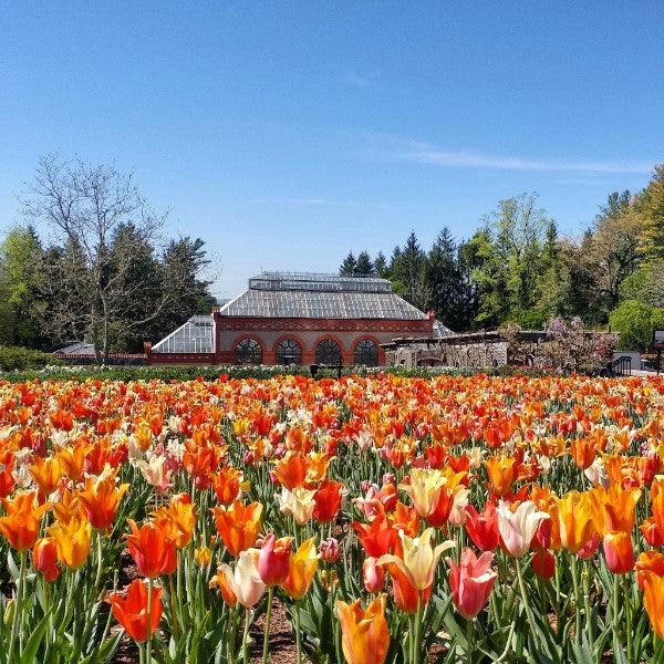 spring blooms