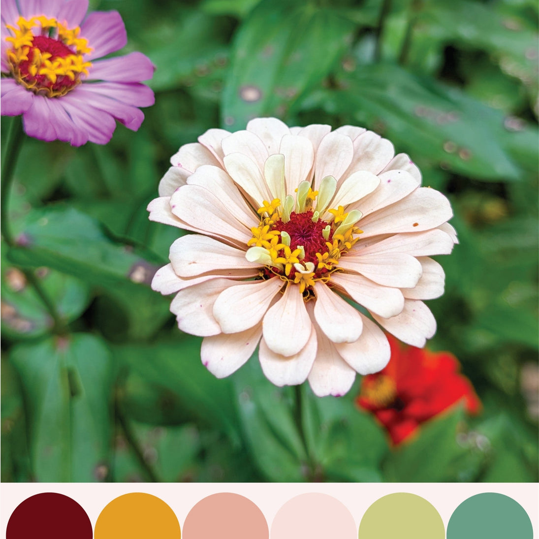 color stories: august 2025
